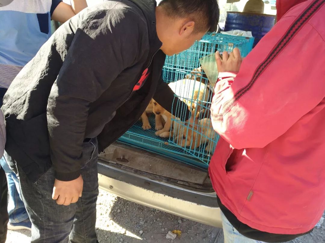 800元狗贩子,农村狗市拉布拉多350元一只