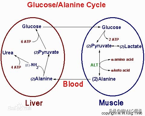 狗狗谷丙转氨酶高的症状,宠物生化检查alt偏高怎么办