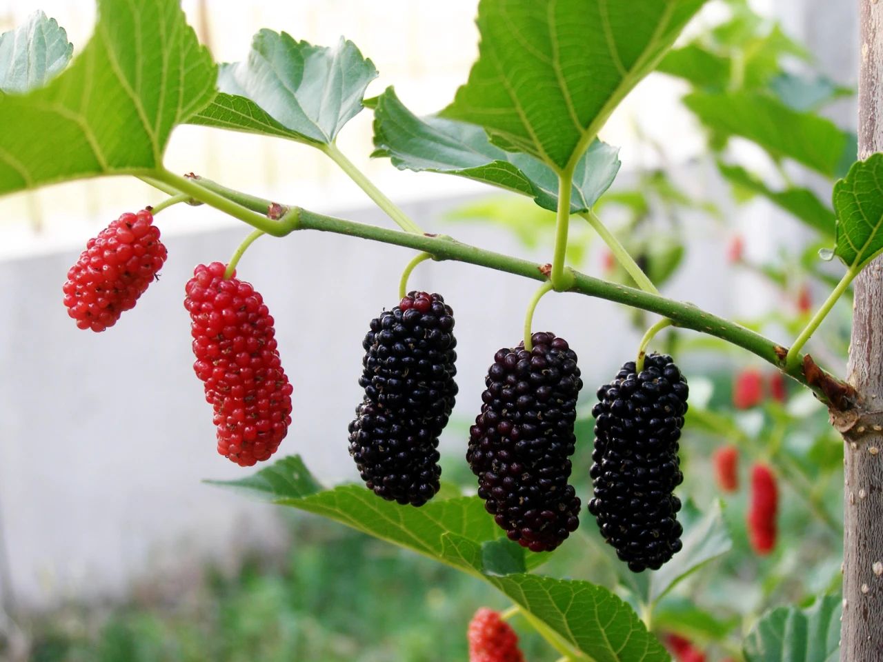 桑树全身都是宝具体有哪些作用,桑树身上的宝是什么