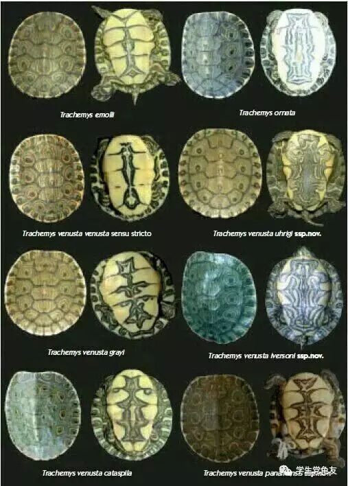 真假李逵——我们买到的“大河甜甜圈”是何许龟也?