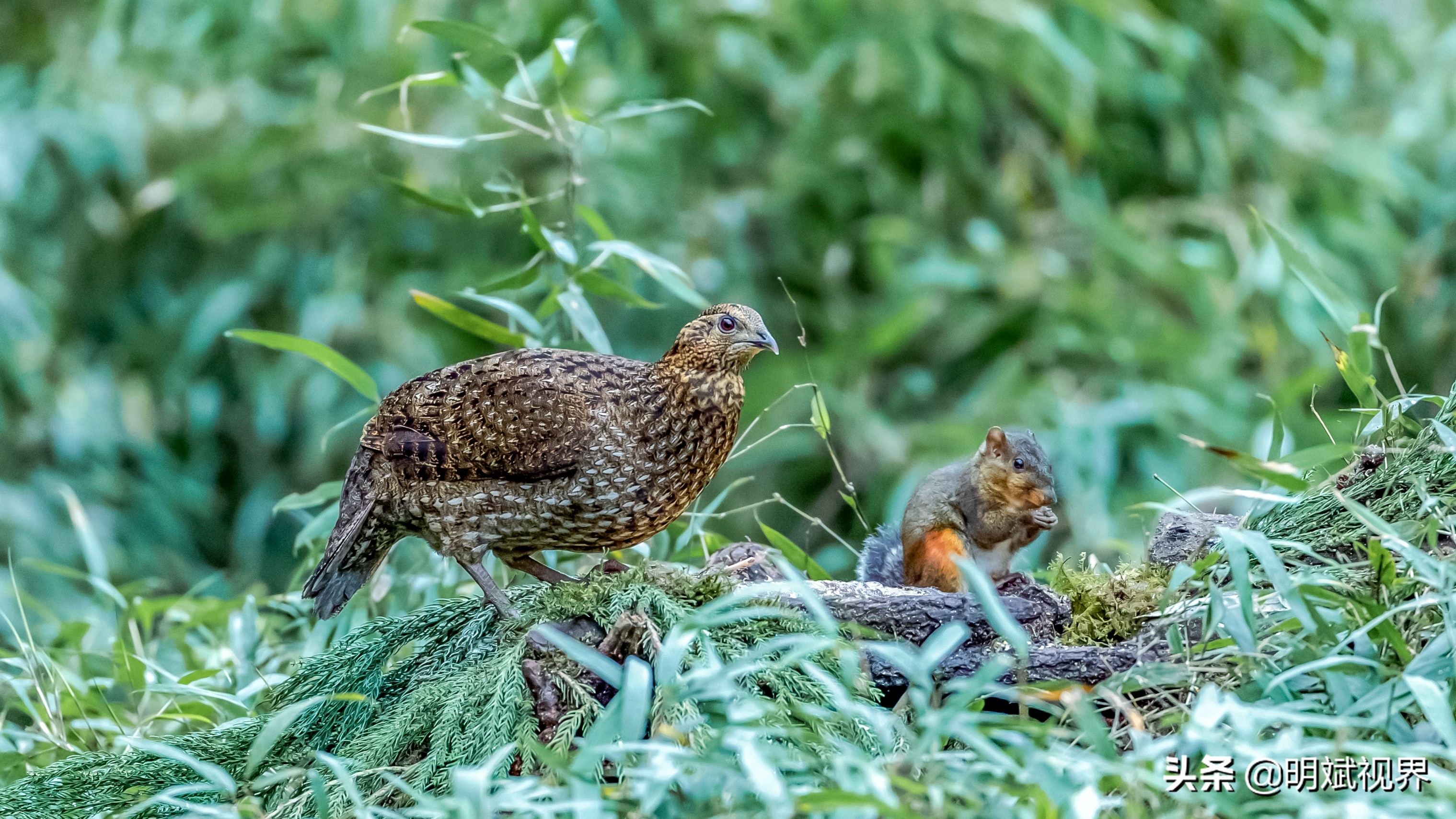 南川红腹角雉图片,重庆南川红腹角雉拍摄点