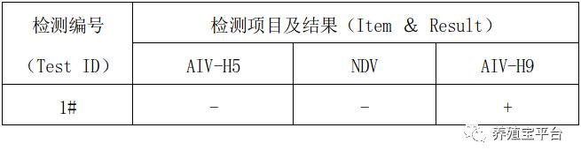 蛋鸡鼻炎跟温和型流感的区别,蛋鸡禽流感与鼻炎的区别