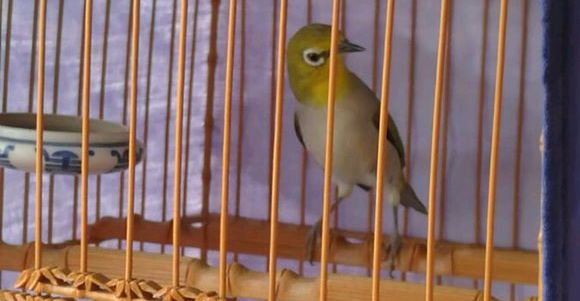 绣眼鸟跳丝怎么办,绣眼鸟跳杆