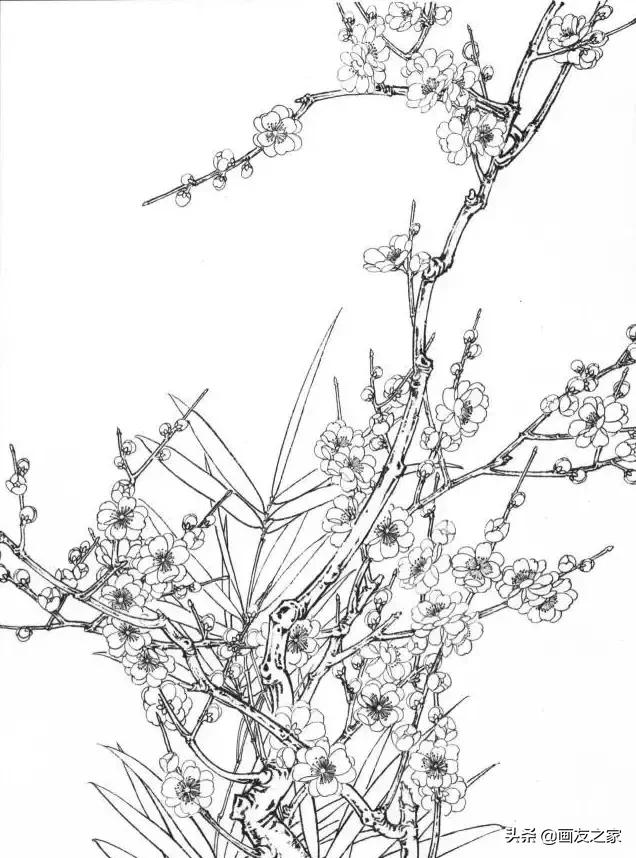 工笔梅花教学,工笔梅花设色技巧