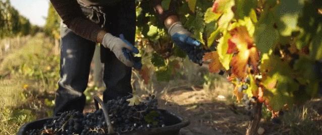 一瓶真正的自然酒的诞生丨Zorzal酒庄专访