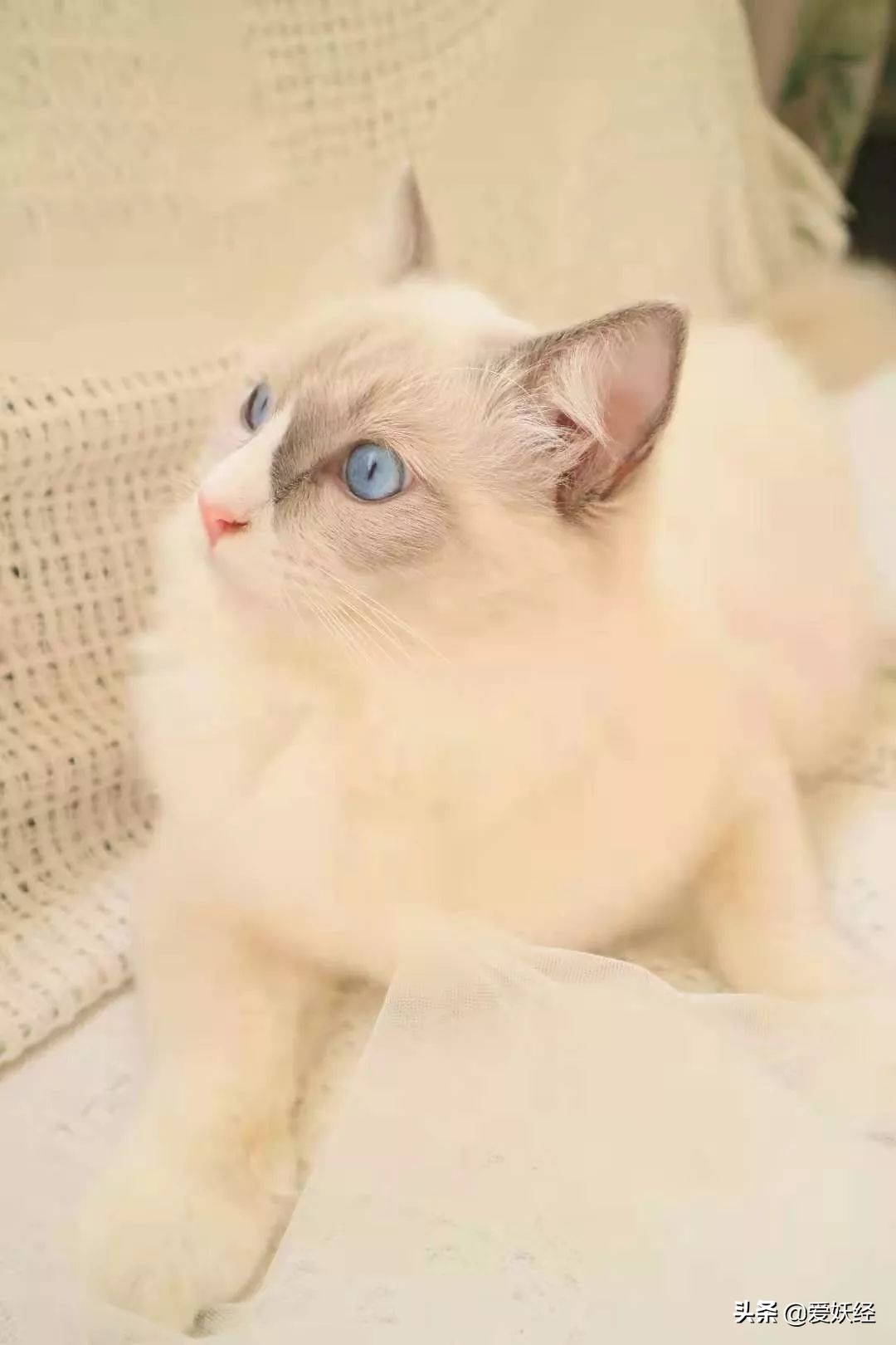 别说老狐狸不宠粉,你们要的猫用驱虫药测评!来喽