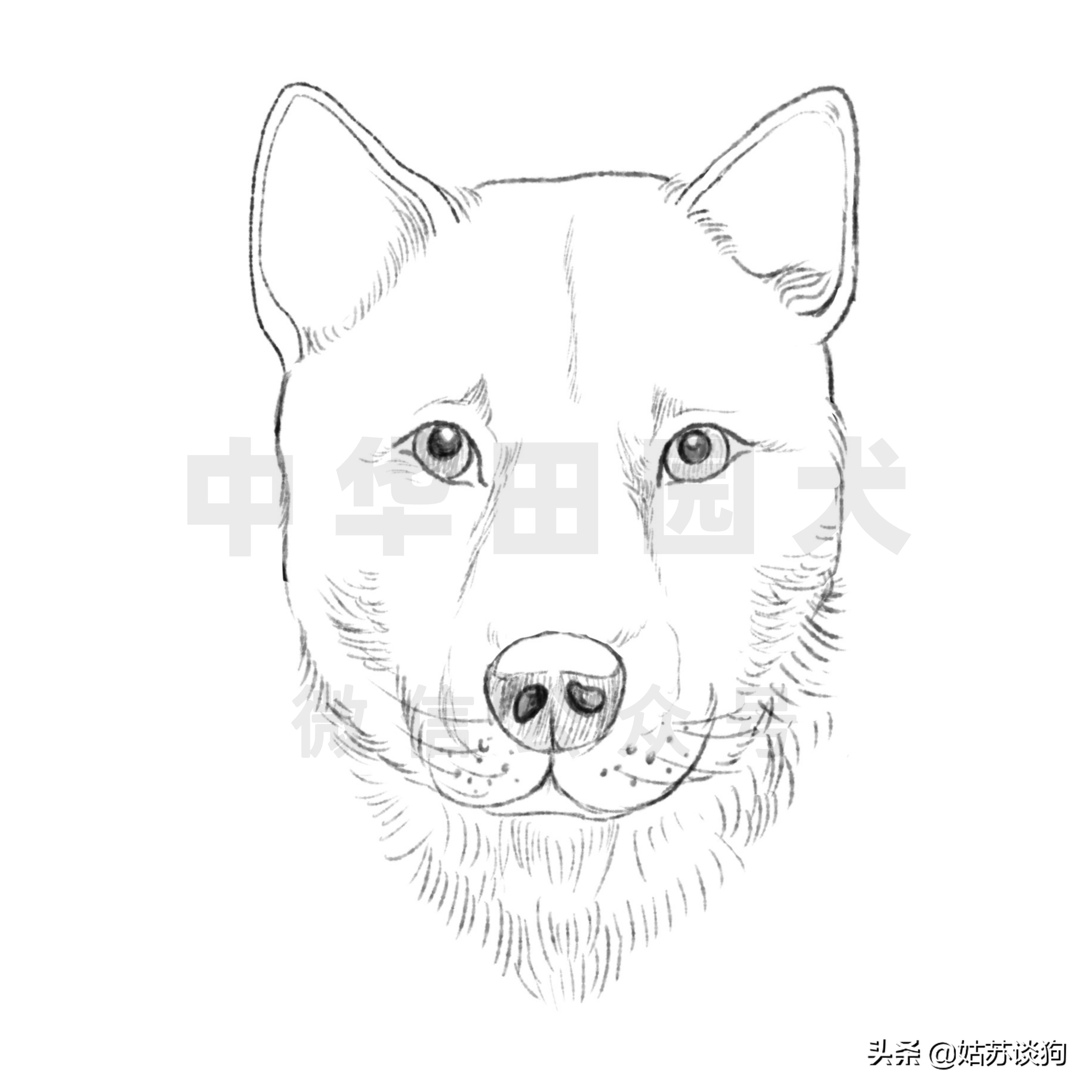 中华田园犬和品种犬有什么区别,中华田园犬什么狗最好养又听话