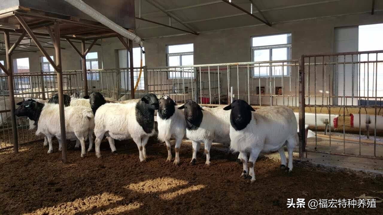 杜泊绵羊母羊现在价格,杜泊绵羊单价