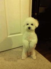 养狗后幸福感为什么爆棚,狗子绝育全过程