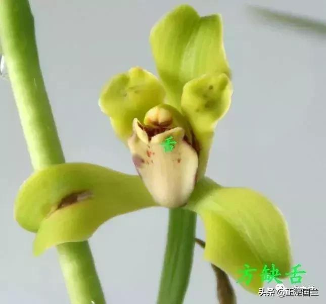 兰花知识大全100种,兰花鉴赏术语100条