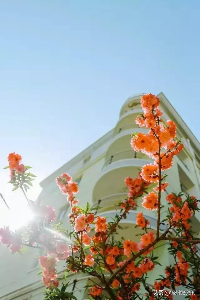 锦州渤海大学！全国最美大学之一！新入学的同学想知道的都在这里