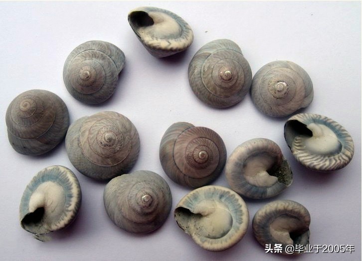 大连海鲜吃货,大连海鲜的种类