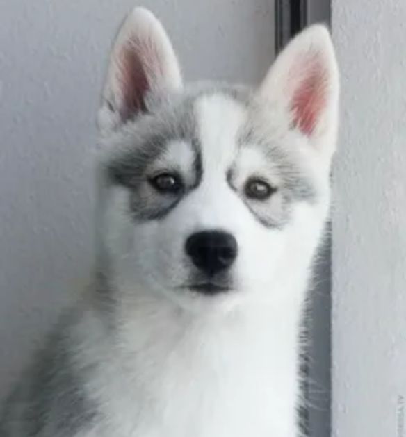 西伯利亚雪橇犬哈士奇和老虎,西伯利亚雪橇犬长毛哈士奇双血统