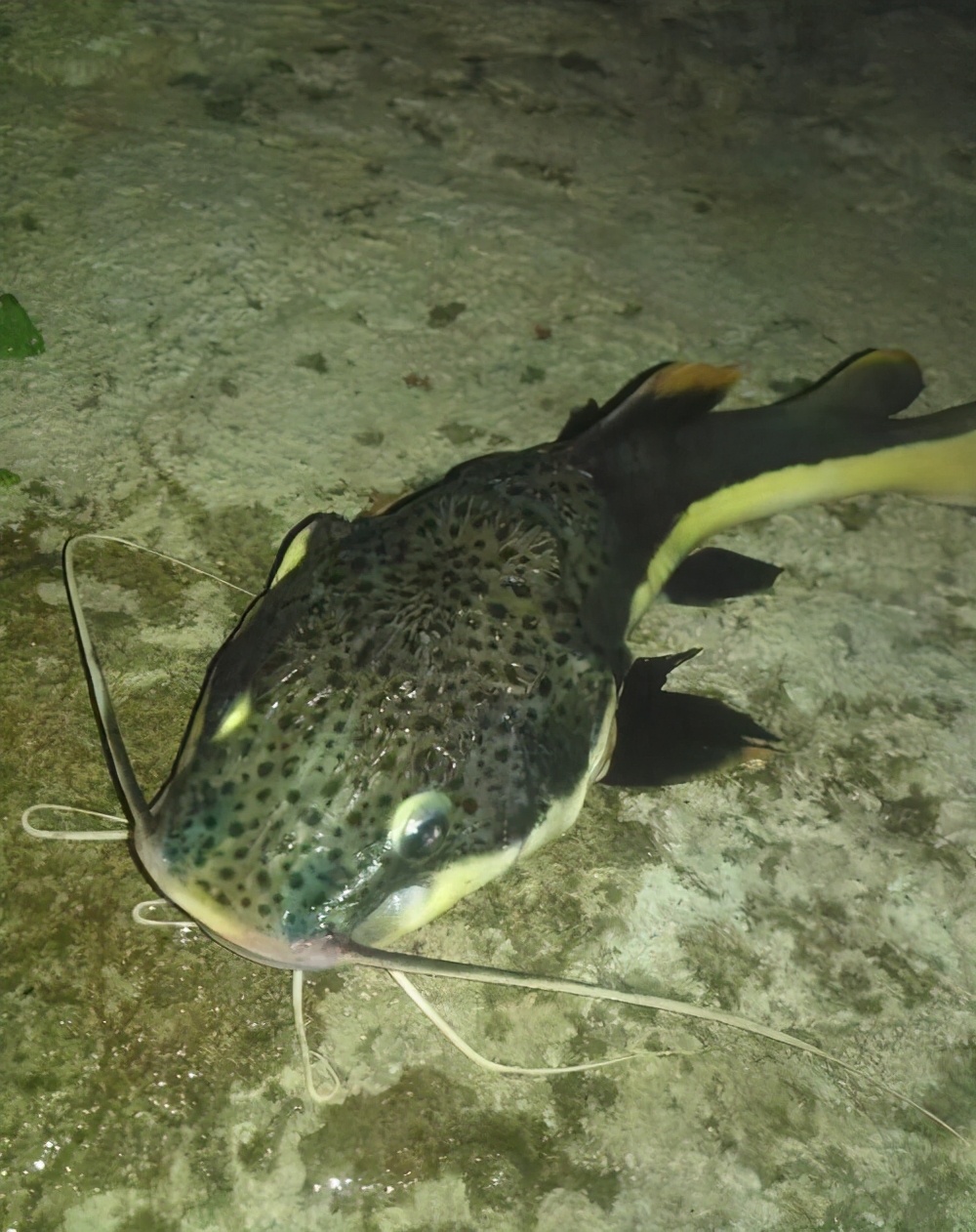 外国小伙在河里钓到超大巨鲶,钓鱼巨鲶