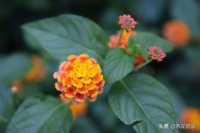 美女樱6个系列，你认识哪一种？