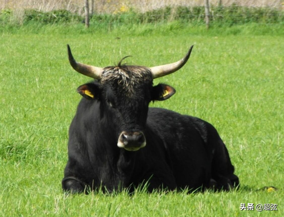 奶牛为什么那么笨,奶牛猫看起来不太聪明