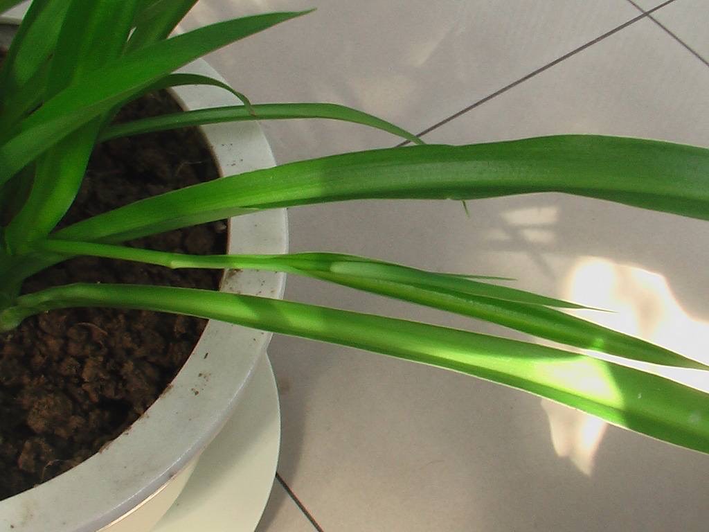 吊兰不徒长的秘诀,吊兰不修根可直接换盆吗