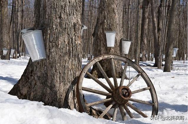 加拿大枫糖的前世今生