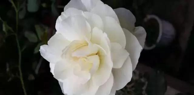 玫瑰花有哪些品种,玫瑰花有哪些品种大全