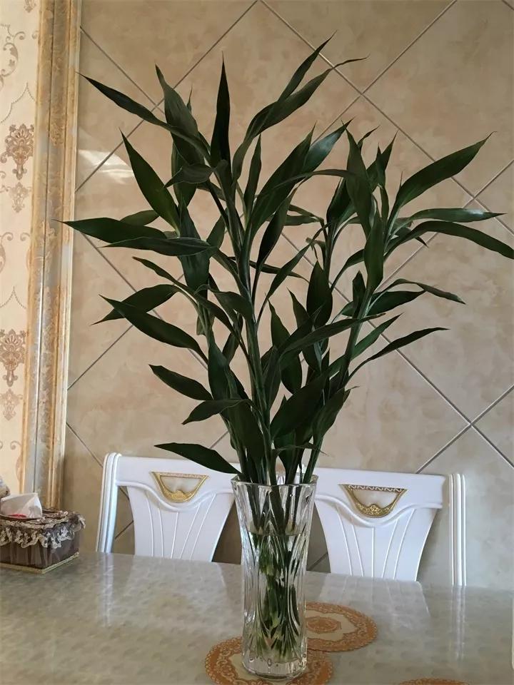 刚到家的花很好没多久就黄叶,买回来的花很快就蔫的原因