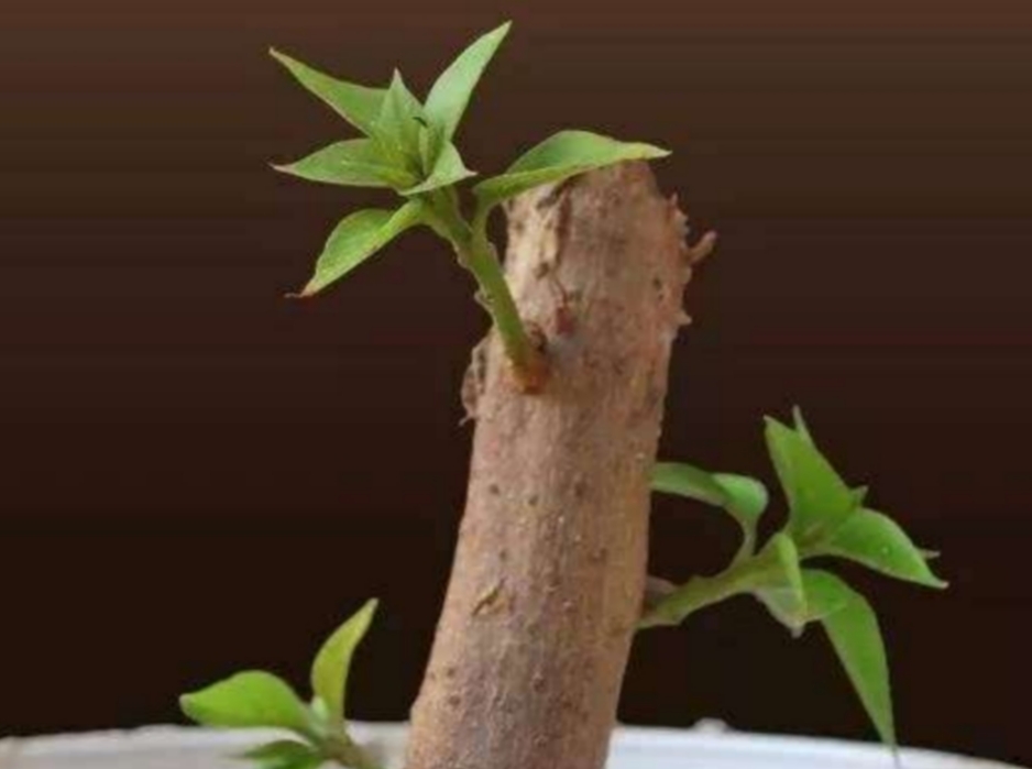 植物成了“光杆司令”，别轻言放弃，此法或可挽救