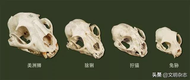 幽秘的长耳精灵——狞猫