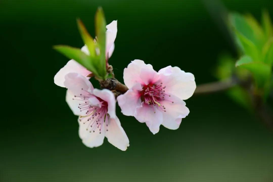 新乡职业技术学院开学,新乡职业技术学院绽放建筑