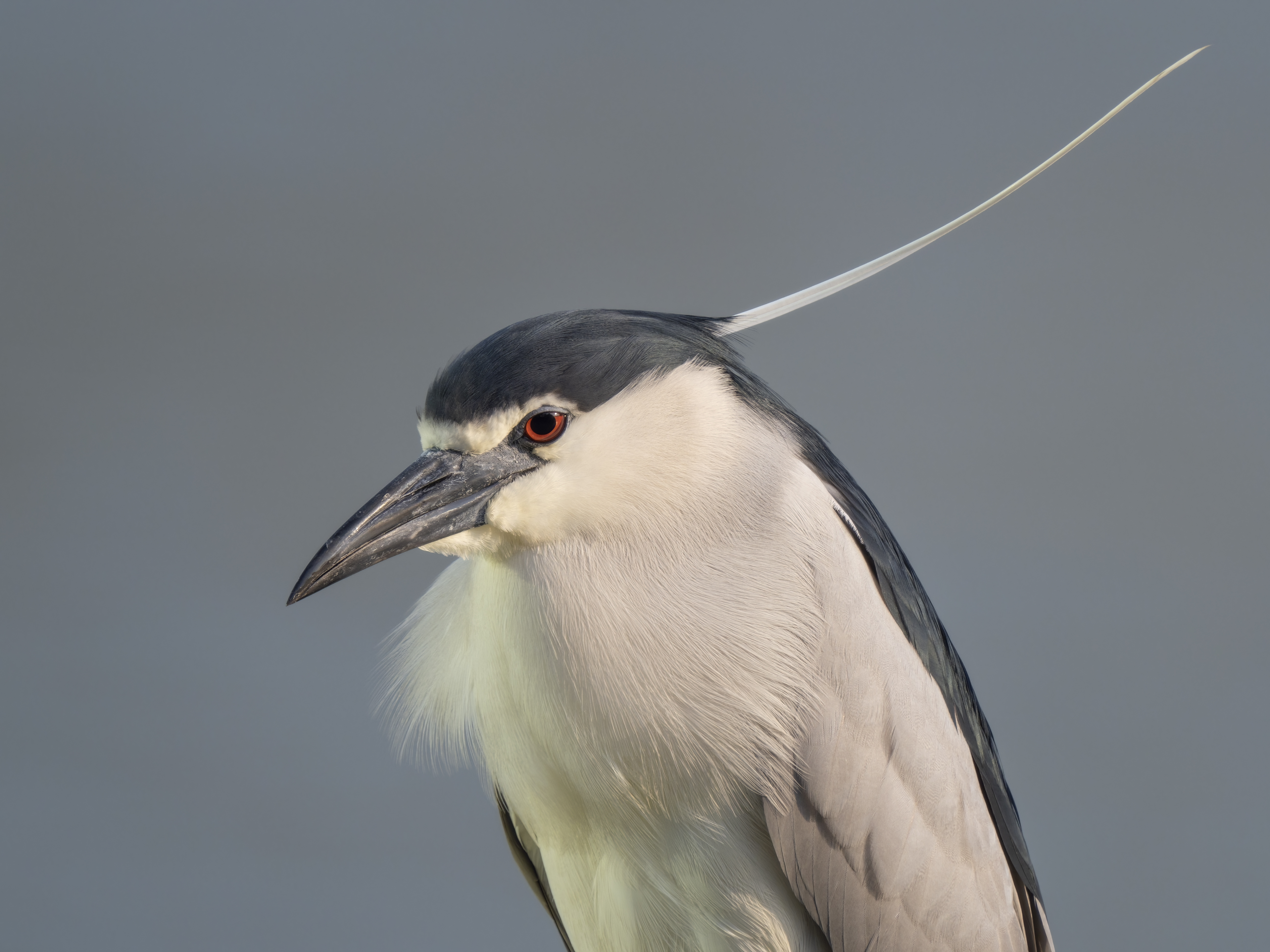 奥林巴斯60mm微距尺寸,奥林巴斯2000mm镜头