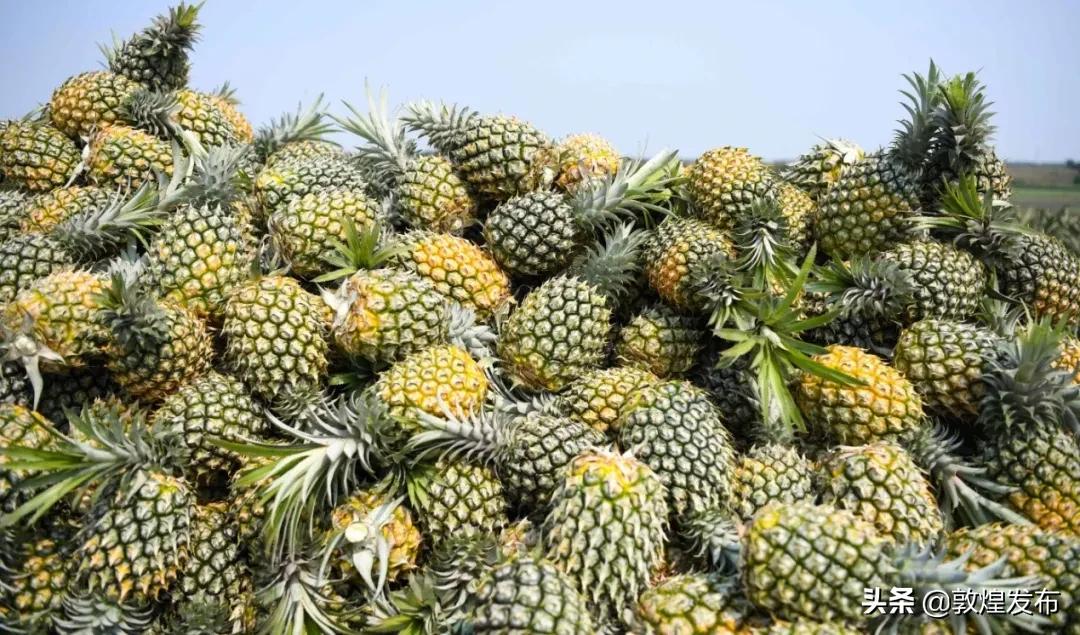 菠萝菠萝菠萝菠萝菠萝菠萝的海！