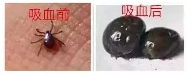 蜱虫在猪身上有什么危害,蜱虫的危害用什么药能除