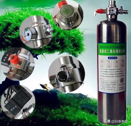 皇冠水草叶子发黄烂掉怎么回事,水草叶子发黄怎么补救最快