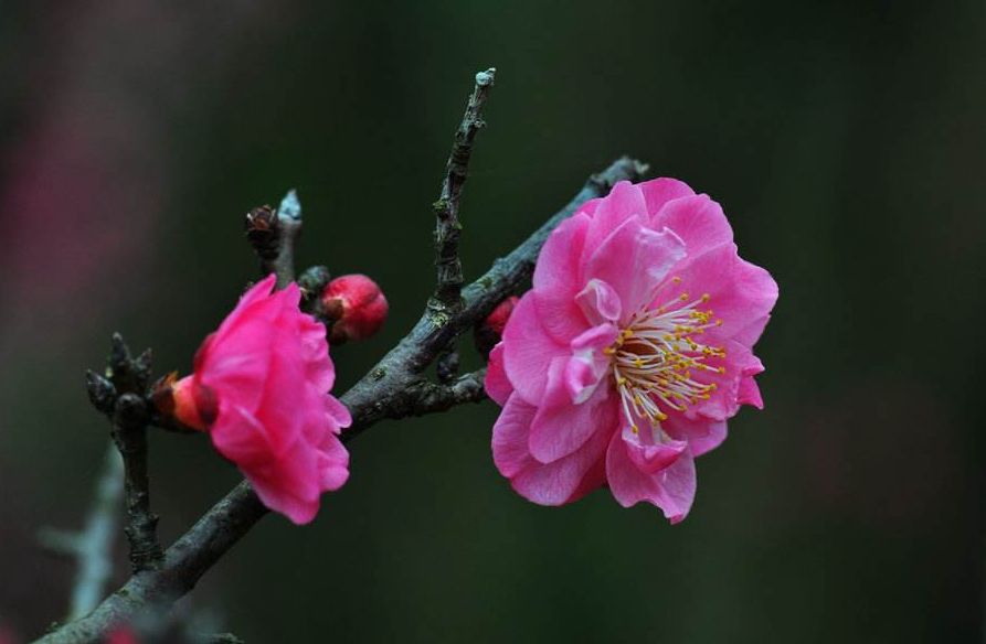 古诗红梅赞,赞美红梅傲雪凌霜气质的诗句