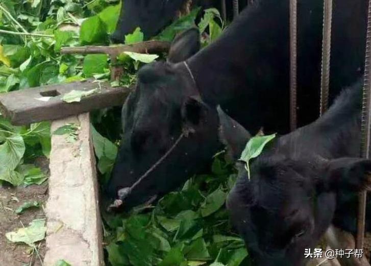 饲料桑品种,饲料桑品种介绍
