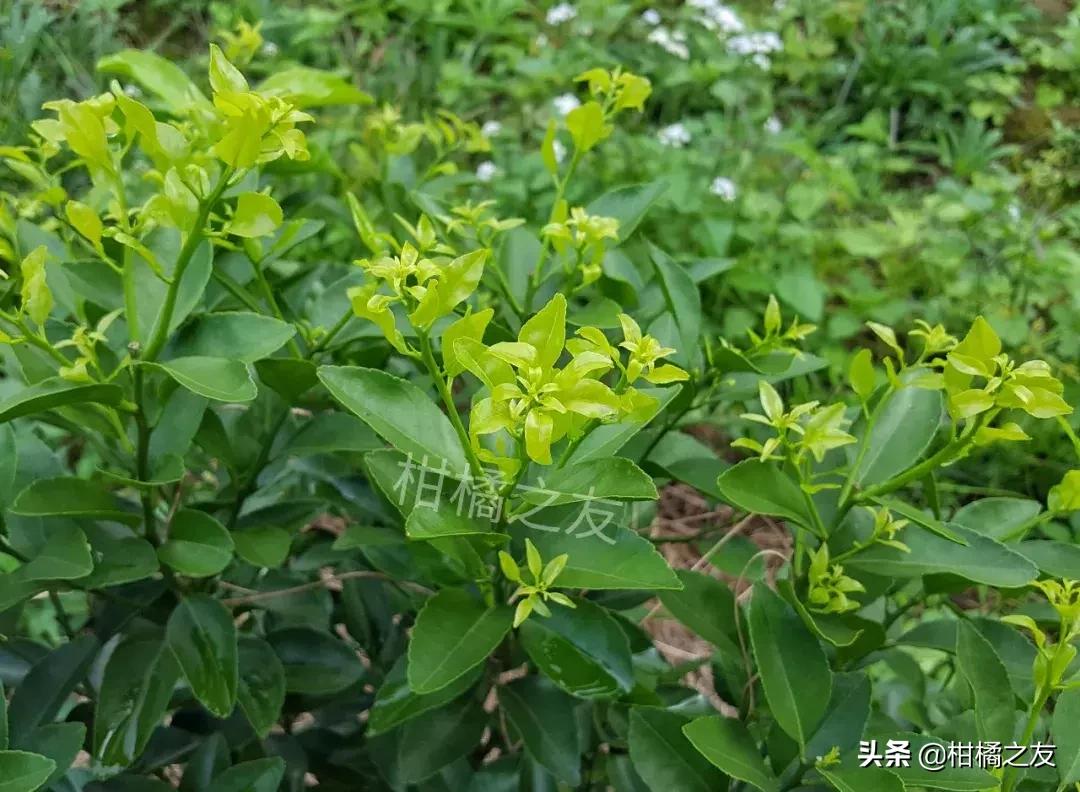 柑橘新梢嫩叶卷曲是什么原因,柑橘新梢卷叶怎么回事