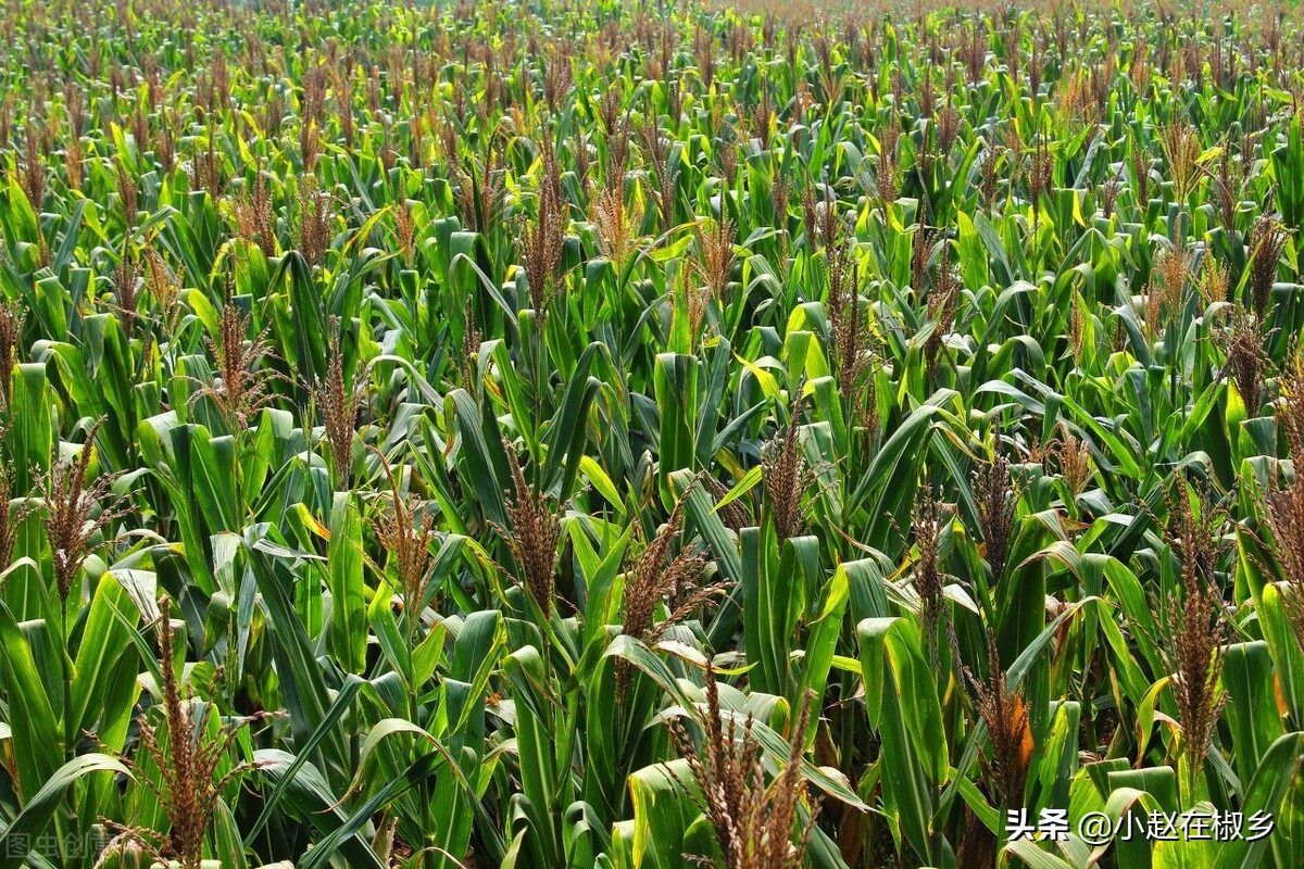 农民工回家创业有什么建议,农民工外出打工回家创业