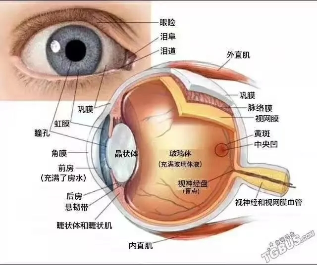 散光是近视的前奏？这样做就可及时避免了！