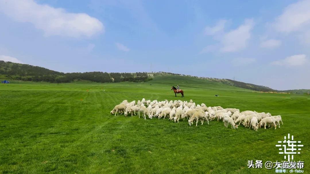 大连最美赏槐露营地,槐之乡露营地