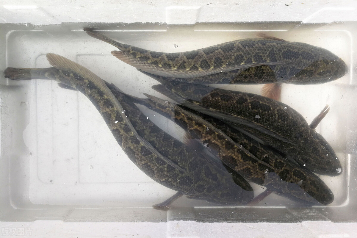 小黑鱼离开大黑鱼能存活吗,黑鱼如果钓走了小黑鱼还能不能活