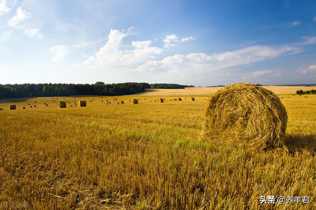 羊有反刍吃得少没精神是怎么回事,羊最近吃得很少是什么情况