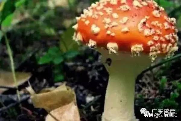 市面上的冬虫夏草多数都是假的,市面上有很多冬虫夏草