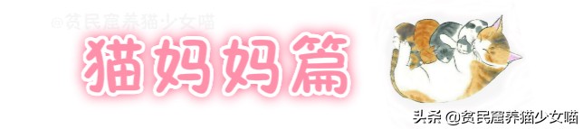 母猫产后如何护理,母猫产后护理