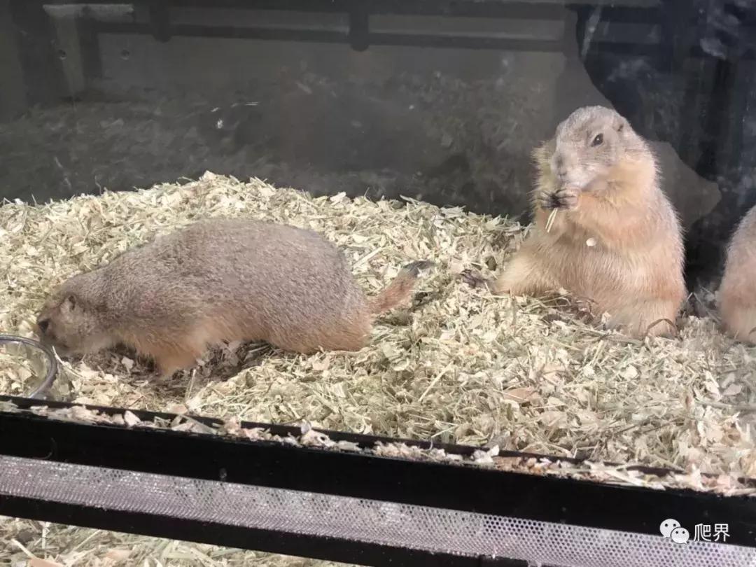 伦敦的爬宠店,隐藏在小区深处的店铺