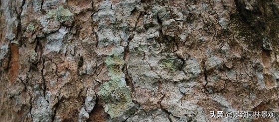 木纹最好看的木材图片,各种木材纹理图片与名称