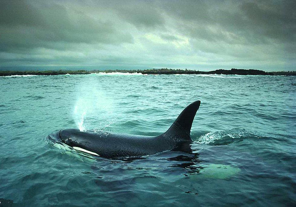 鲸是如何吃奶的,鲸鱼怎么哺乳的动画