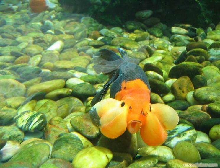 最好养的金鱼品种,家庭养几条金鱼最好