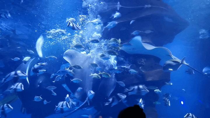 「广元卡尔海洋世界」海洋科普—鳐鱼：其实，我是被压扁的鲨鱼