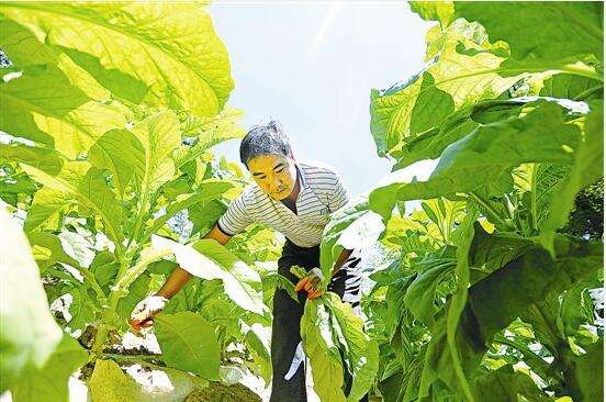 生产队种烟,生产队时代农民