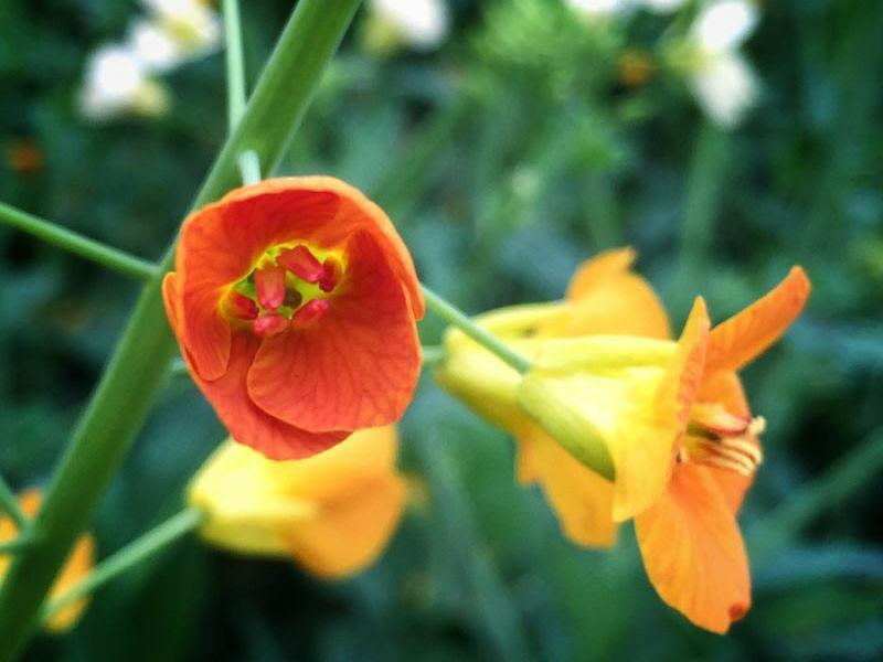 赚钱新项目1-2万块,有没有最好的农业种植项目