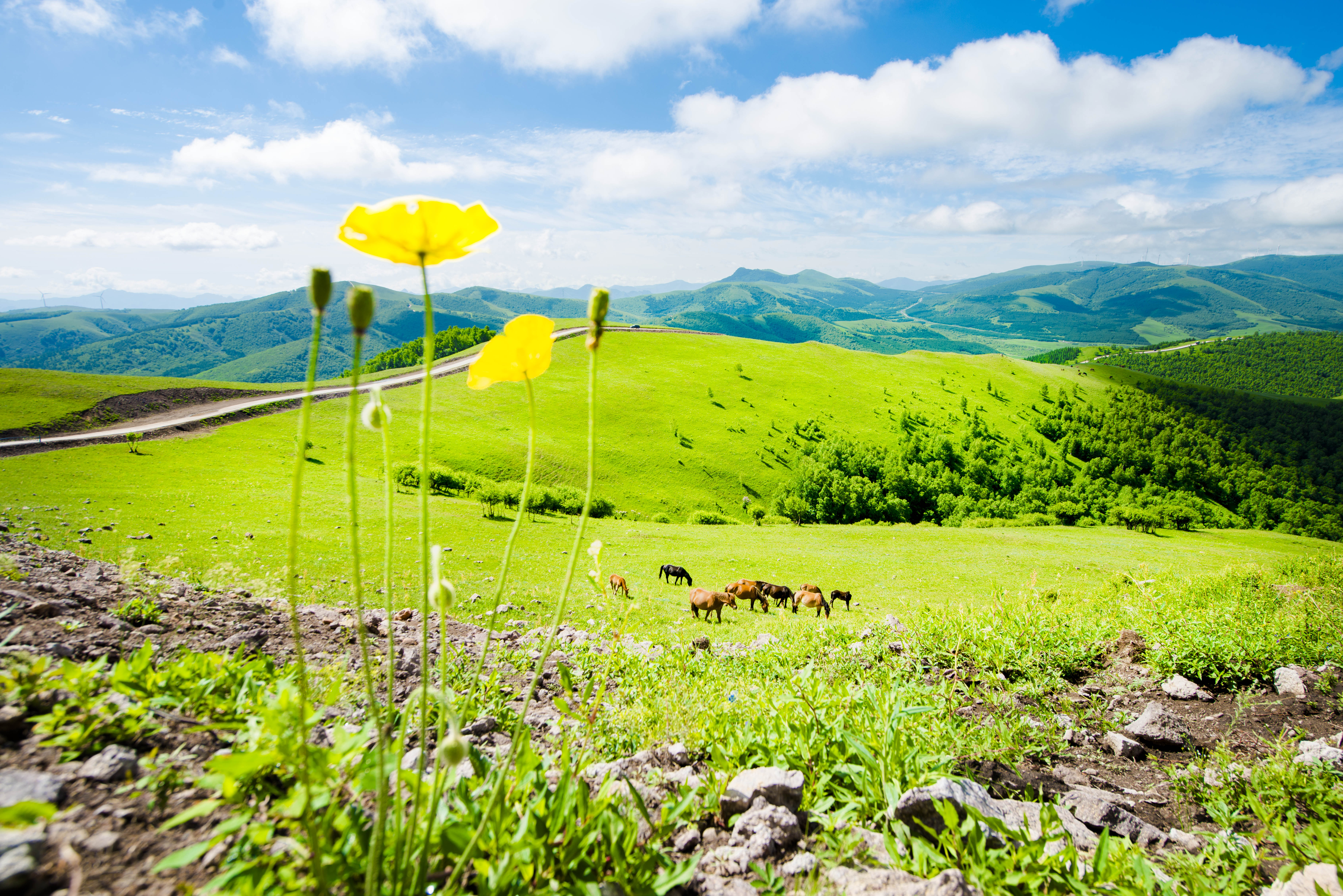 京北第一天路千松坝森林公园,京北第一草原景区和千松坝