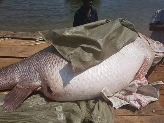 非洲维多利亚湖中泛滥的尼罗河鲈鱼都胖成球了,真的太嚣张了
